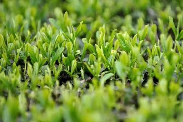 都叫芸苔素内酯，为什么差别那么大？应该正确认识！