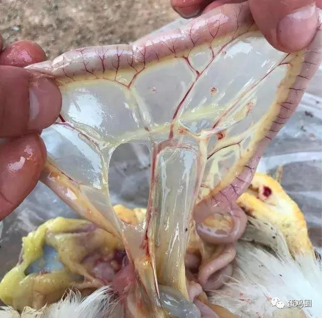 一例蛋鸡场夏秋常见白冠病例(住白细胞原虫病例)分享