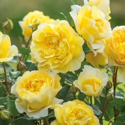 月季玫瑰蔷薇有哪些区别,月季玫瑰蔷薇三者有何区别