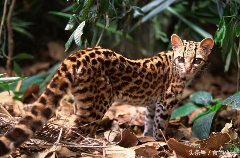 五大“牢底坐穿兽”谁见过三个我吃翔！专家：看到它们赶紧跑！