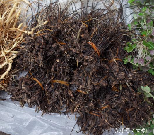 凉山德昌端午节,凉山德昌端午节千人宴