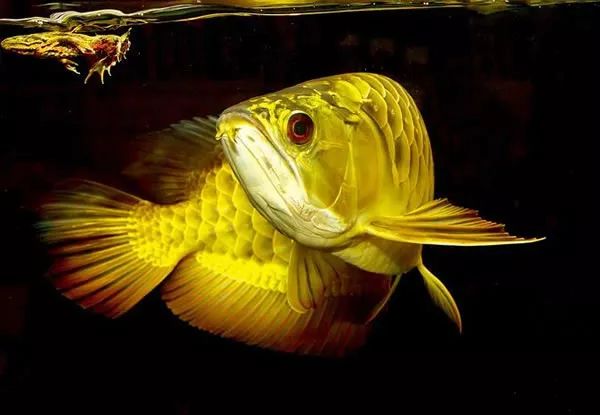 龙鱼入坑的节奏,龙鱼繁殖的瓶颈