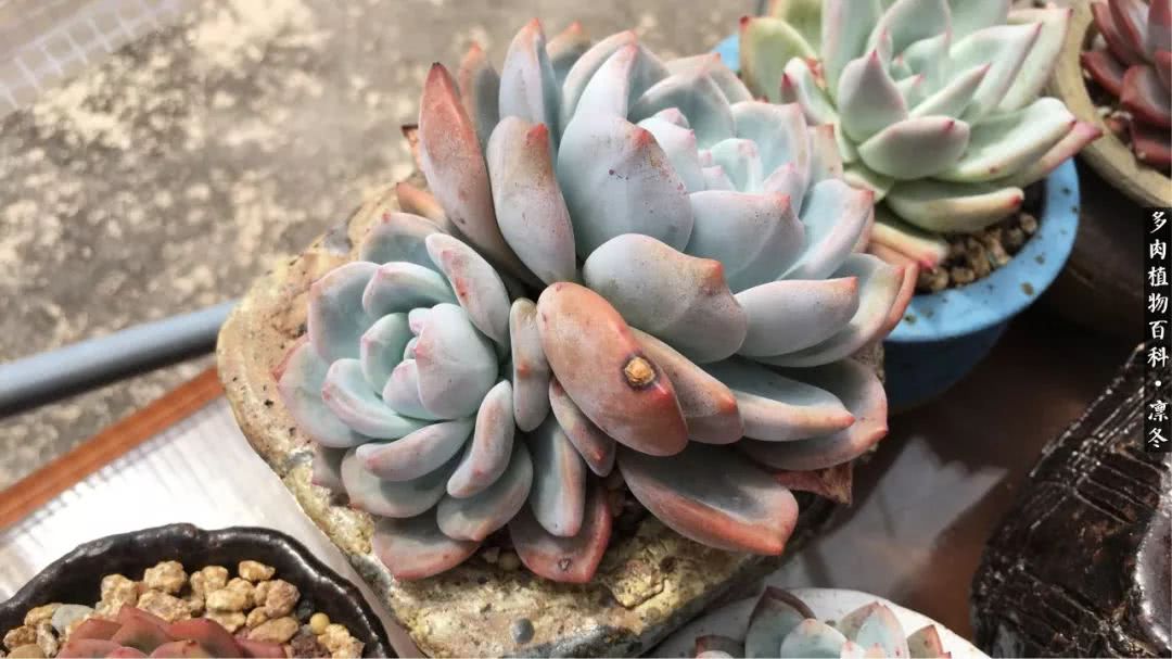 一入装修深似海从此钱包是路人,一入花坑深似海从此钱包成路人