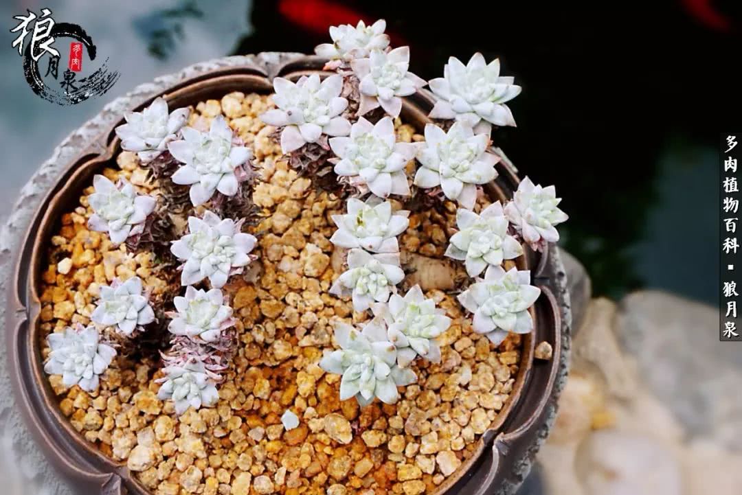 多肉度夏的前期准备,多肉度夏前杀菌