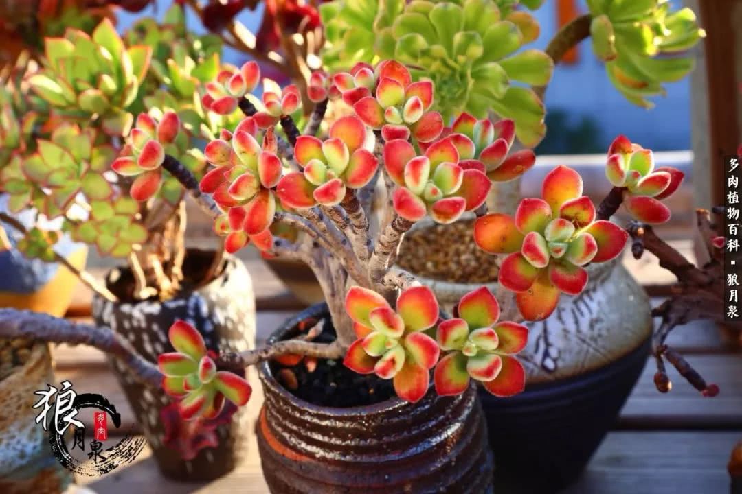 多肉度夏的前期准备,多肉度夏前杀菌