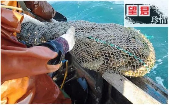 揭秘海参内幕,海参市场的真实现状