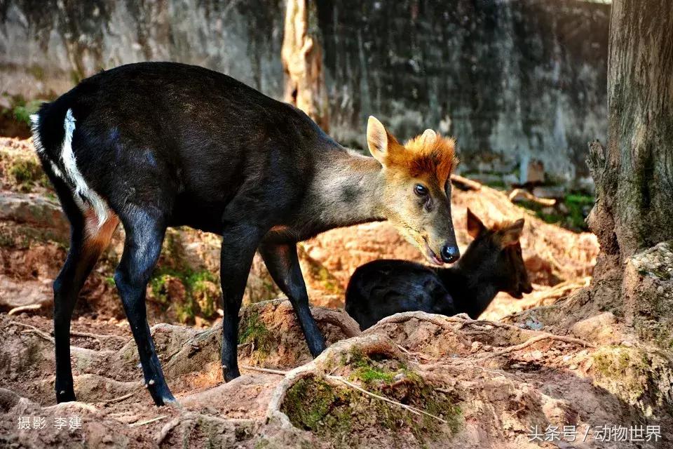 是鹿而非鹿的动物-麂
