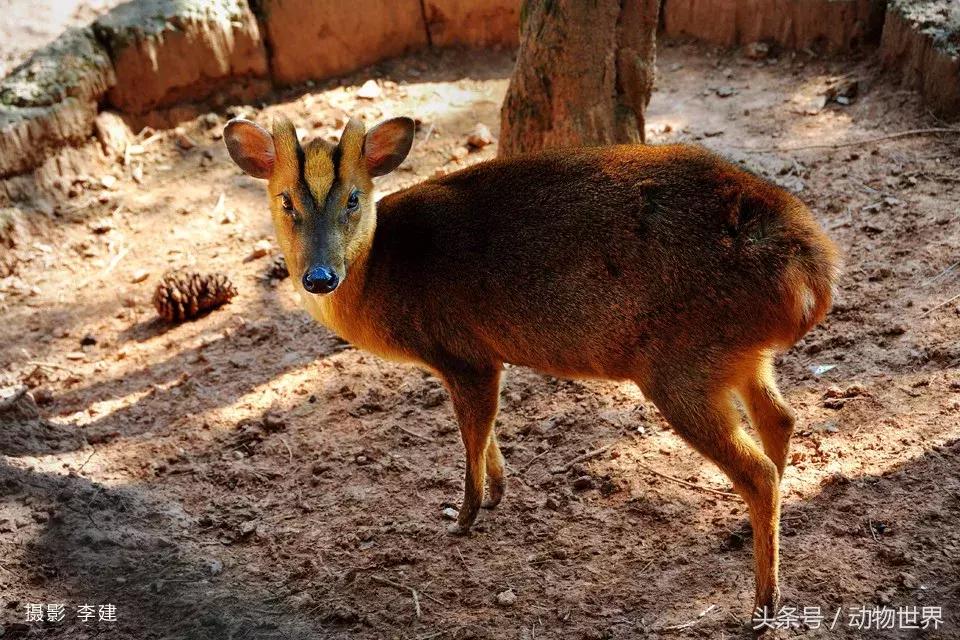 是鹿而非鹿的动物-麂