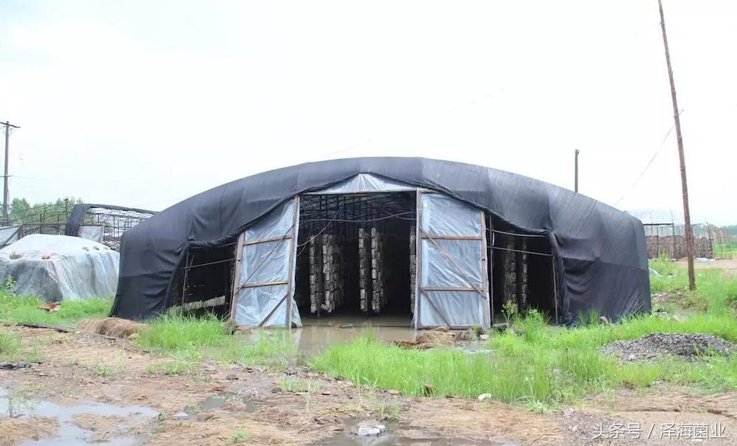 种菇能赚钱吗,种食用菌赚钱吗