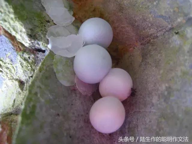 陆生作,陆生作写作课的底层逻辑