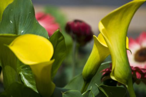 马蹄莲什么特点好养活呢,马蹄莲的养护要点有哪些