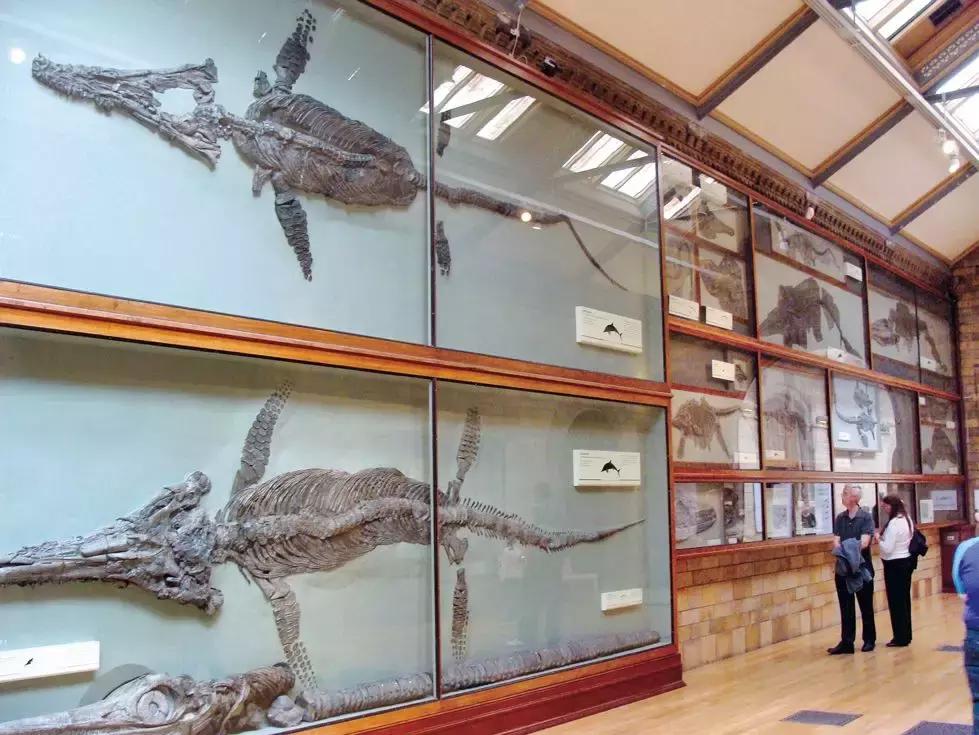 乐享全民刷馆｜跟罗熹去英国自然历史博物馆