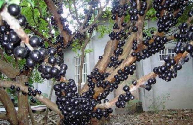 农村山里的怪树,农村一种很奇怪的树的果实