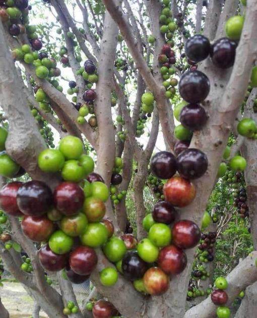 农村山里的怪树,农村一种很奇怪的树的果实