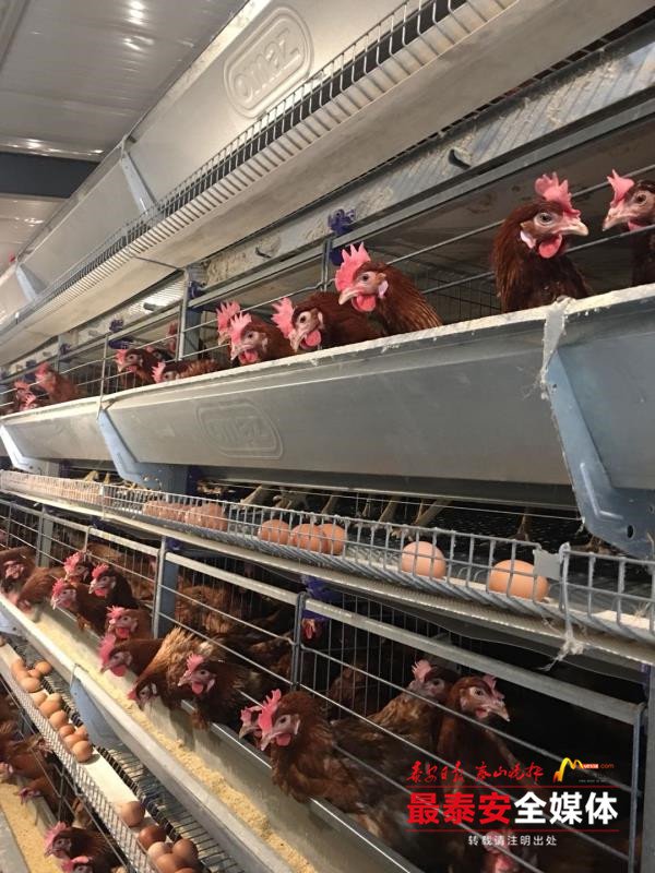 宁阳这位“鸡司令”不简单,用“凤凰蛋”带动一方人致富