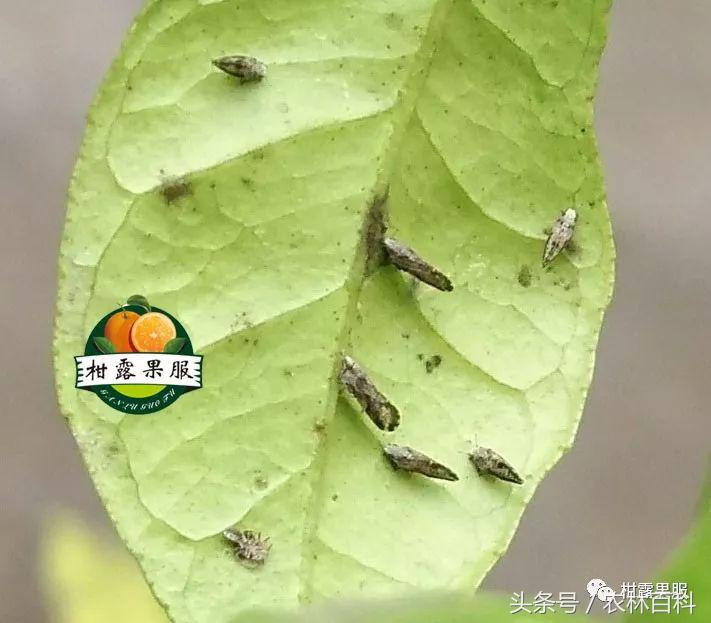沃柑病虫害预防用药方案,沃柑果树病虫害防治怎么用药