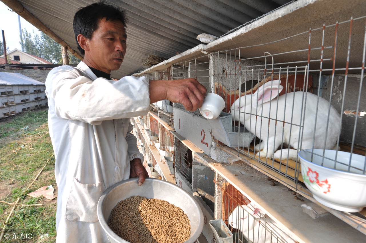 肉兔的基本饲养技术,肉兔养殖技巧和方法