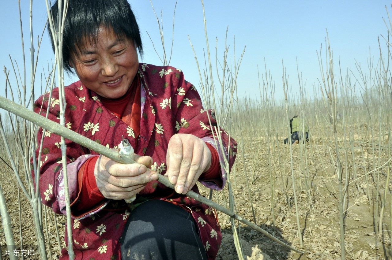 要想成功将果树嫁接成活，不了解这个原理，还能嫁接成活算是运气
