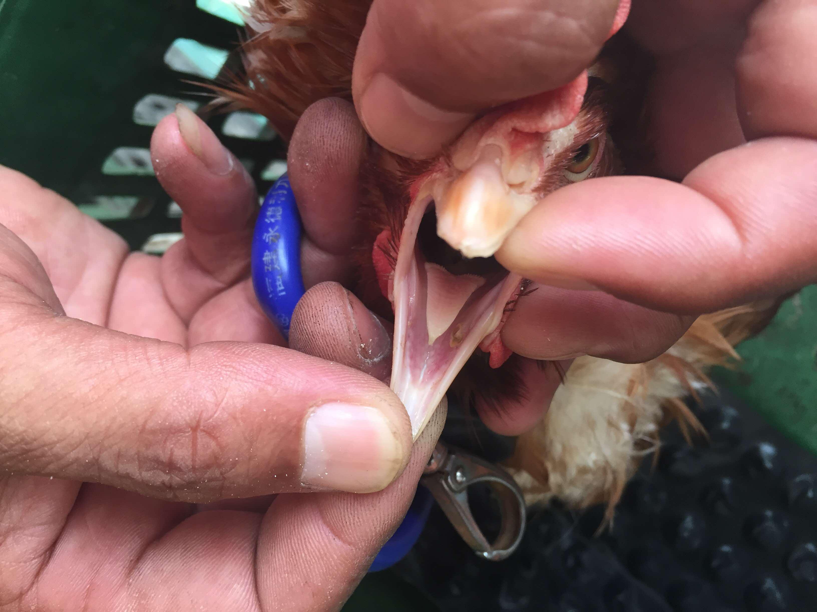 霉菌病的防治对蛋禽养殖的意义