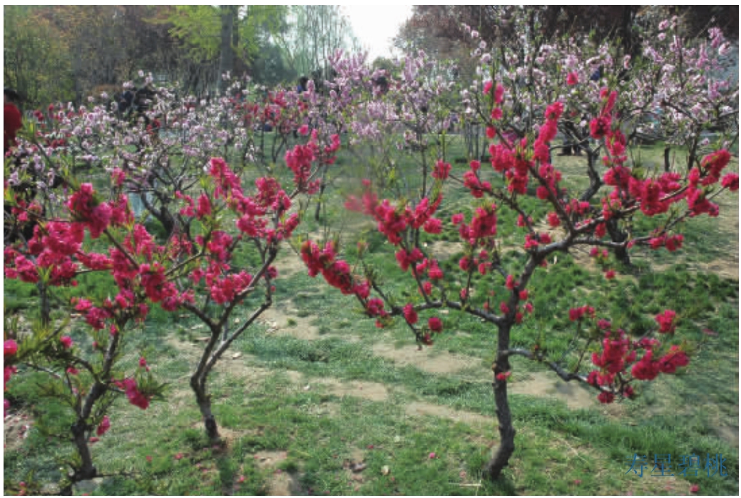 观赏桃花树盆栽种植方法,观赏桃花怎样扦插繁殖