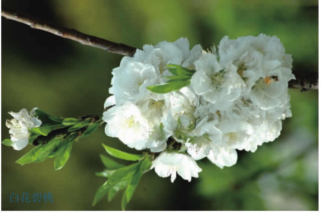 观赏桃花树盆栽种植方法,观赏桃花怎样扦插繁殖