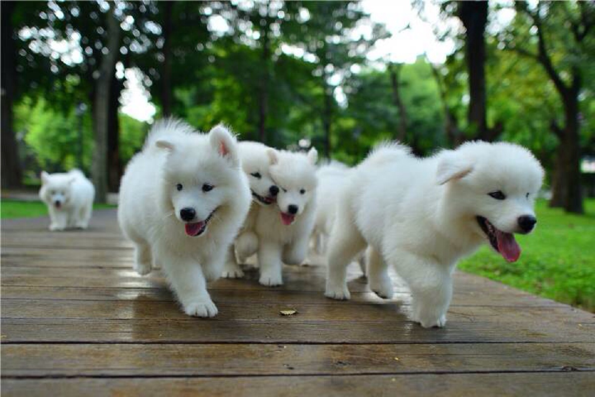 萨摩耶掉毛怎么打理,微笑天使萨摩耶犬怎么打理