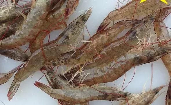 海鲜十大谣言,吃海鲜的八大谣言