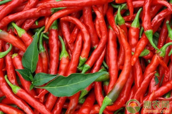 今日辣椒价格行情最新,今日全国辣椒价格行情