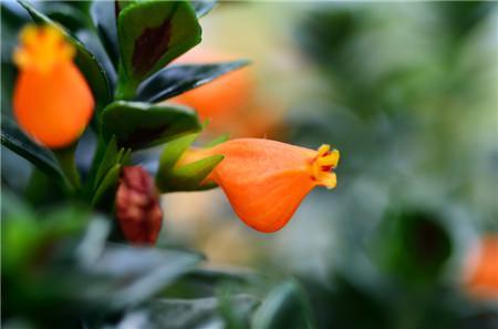 金鱼吊兰与金边吊兰哪个更好养,金鱼吊兰怎么养才能长得快又茂盛