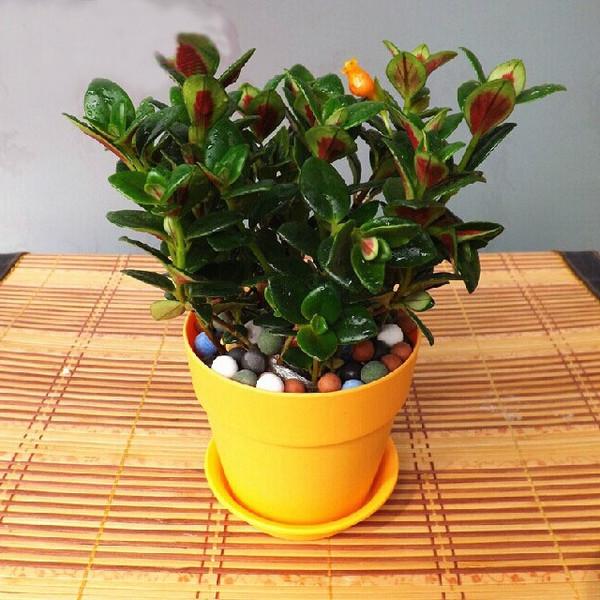 金鱼吊兰与金边吊兰哪个更好养,金鱼吊兰怎么养才能长得快又茂盛