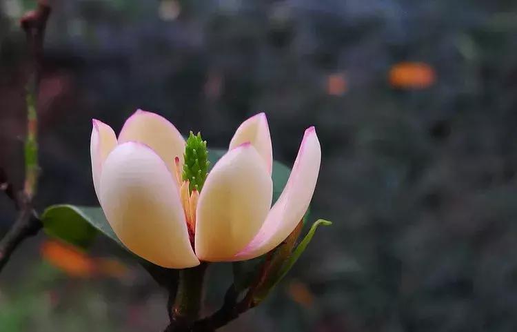 一日一花一诗,一日一花一诗木棉花