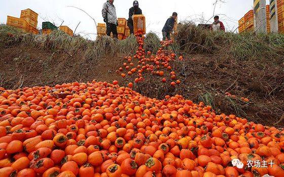 搞农业打工,搞农业的人是真的辛苦