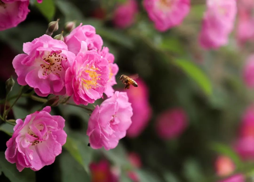海大校花,海大双胞胎校花