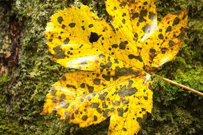 手机上最常见的10种细菌