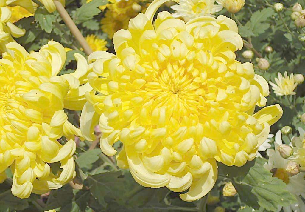 梅竹菊兰为什么叫岁寒四友,属于岁寒四君子的植物是什么