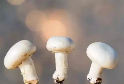 基因编辑与生物安全,基因编辑动物合法吗