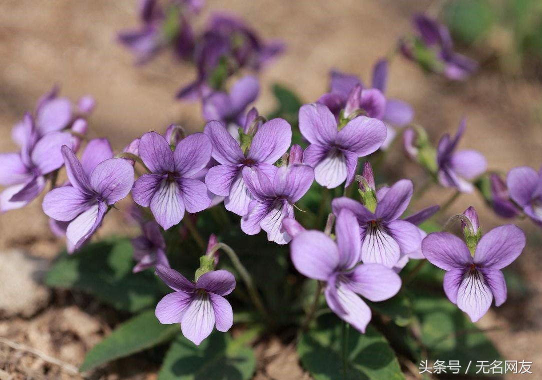 农村治疗前列腺的草红花,农村治疗前列腺增生的草有哪些