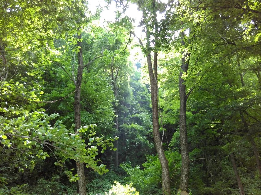 抚顺猴石公园旅游攻略有哪些,抚顺新宾猴石森林公园天气预报