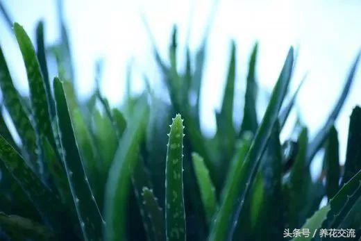 芦荟常见病虫害防治,芦荟有病虫害吗