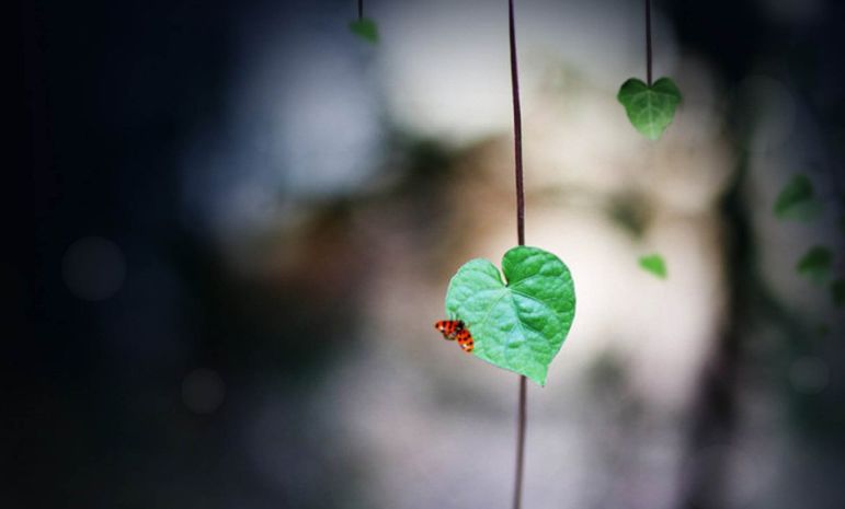 古诗词表白的诗句单句,古诗词表白爱意的句子有哪些