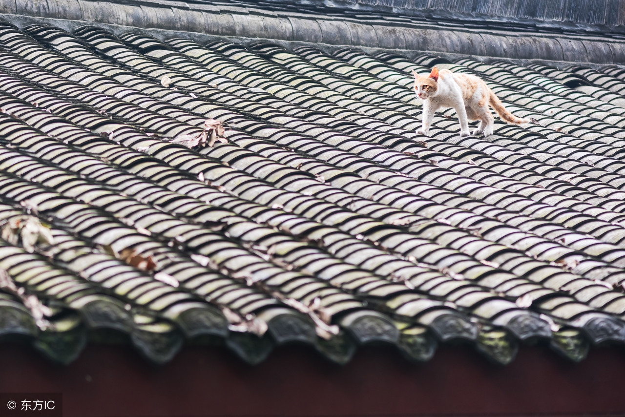干枯的河挖出黄鳝还敢咬人,秧田掉黄鳝