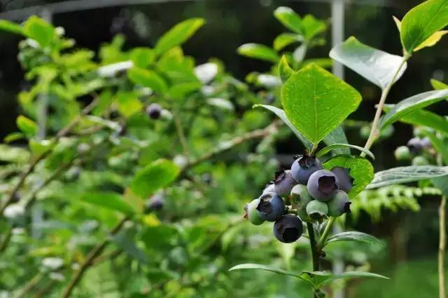 最新蓝莓采摘,蓝莓基地怎么采摘蓝莓