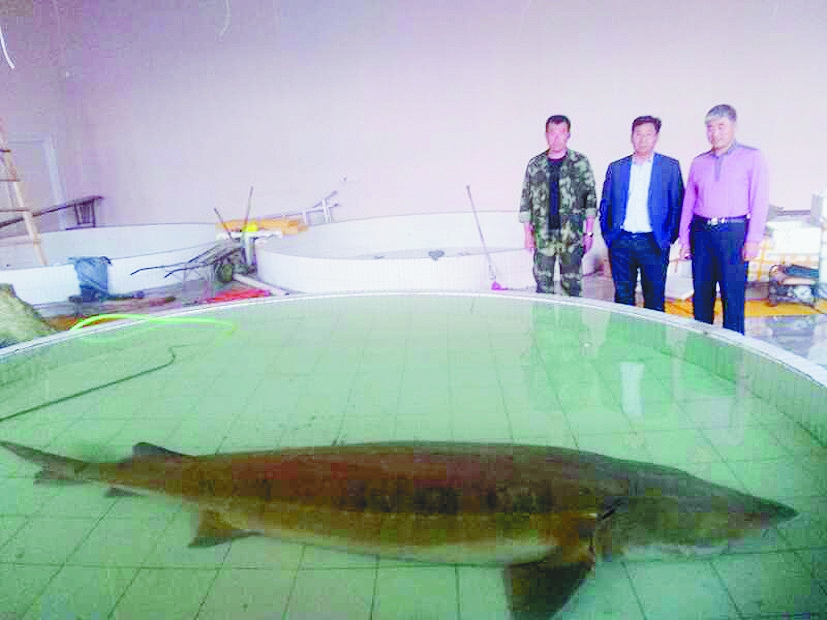 渔民意外捕获300斤达氏鳇,黑龙江1000斤达氏鳇