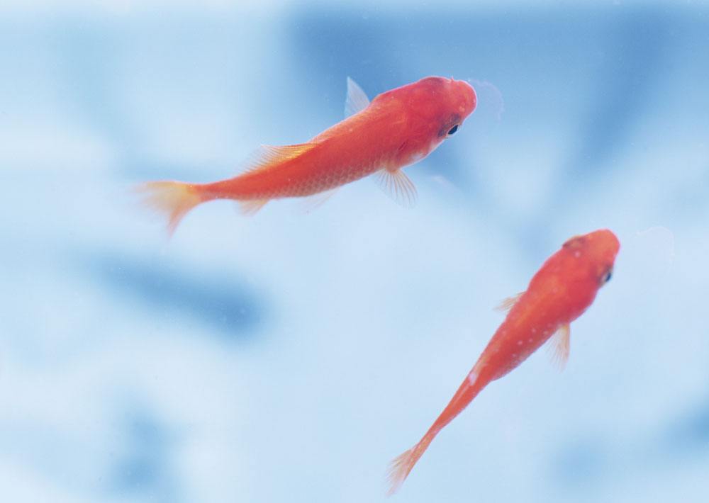 为什么金鱼养得好好的怎么就死了,为什么金鱼一养就死