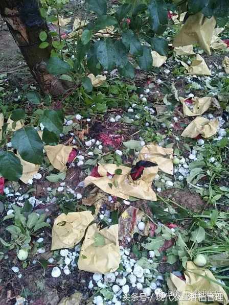 雹灾后果树如何用药,果园雹灾怎么补救