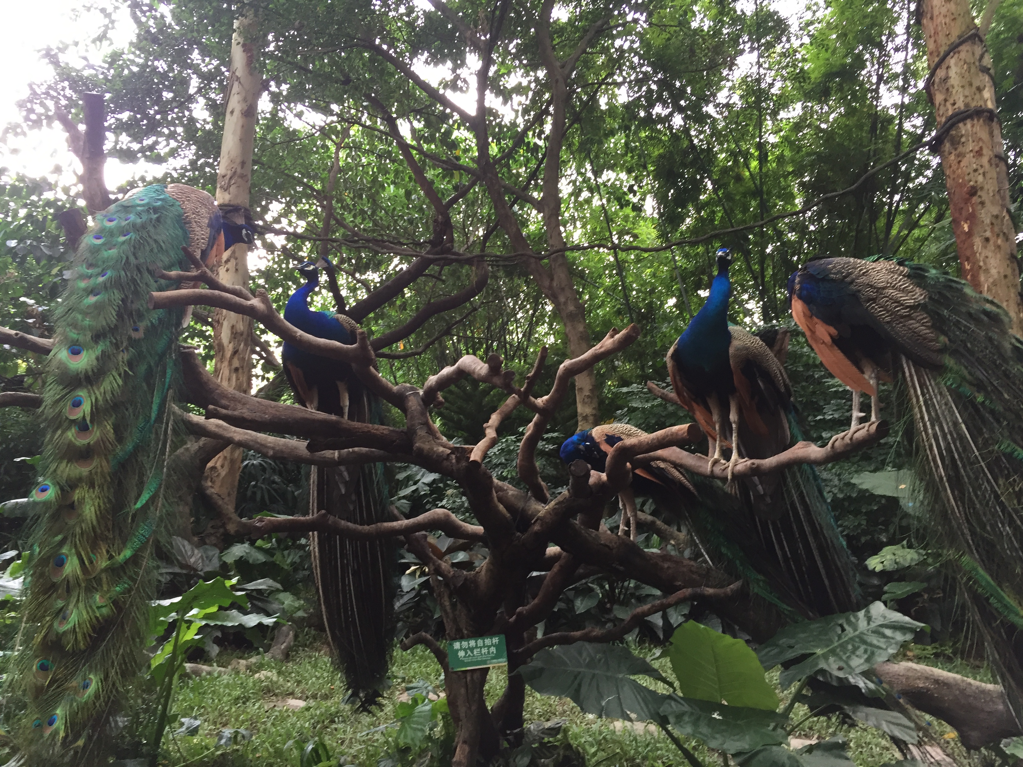 广州长隆游乐园明信片怎么写,广州长隆游记300字