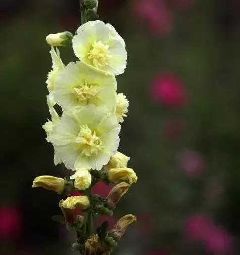 金堂鲜花山谷风景区门票多少钱,鲜花山谷金堂