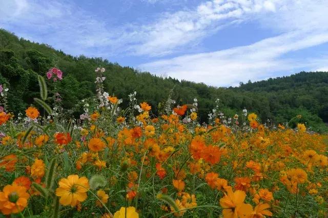 金堂鲜花山谷风景区门票多少钱,鲜花山谷金堂