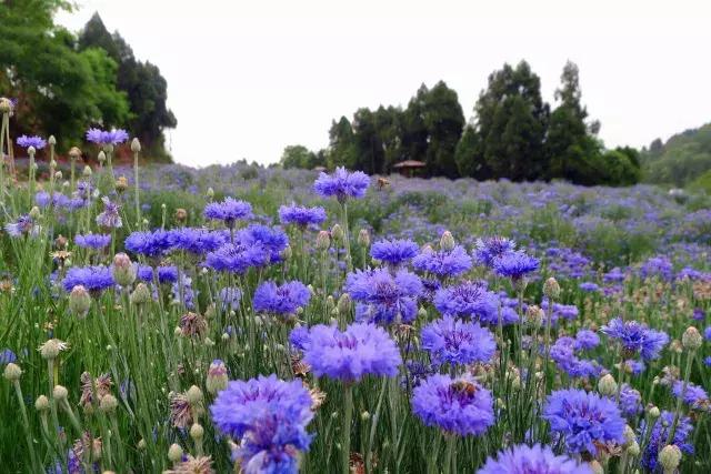 金堂鲜花山谷风景区门票多少钱,鲜花山谷金堂