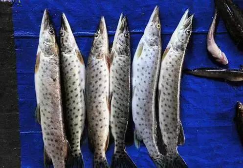 鲟鳇鱼黑龙江纯野生,黑龙江原来最大的鱼鳇鱼